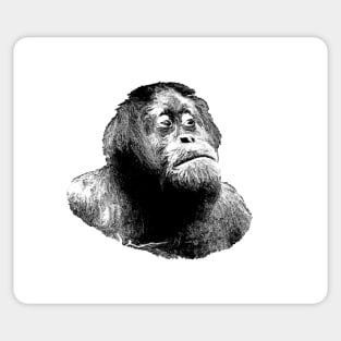 Orangutan Sticker